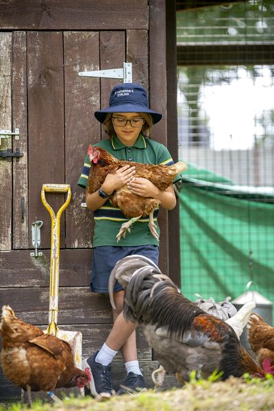 SC3821 chooks vertical